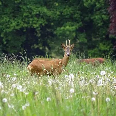 De Laarakker Σπίτι διακοπών Haps